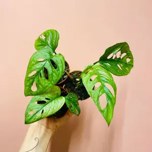 Monstera Adansonii Mint EU - baby plante