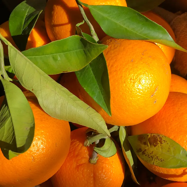 Appelsin økologisk