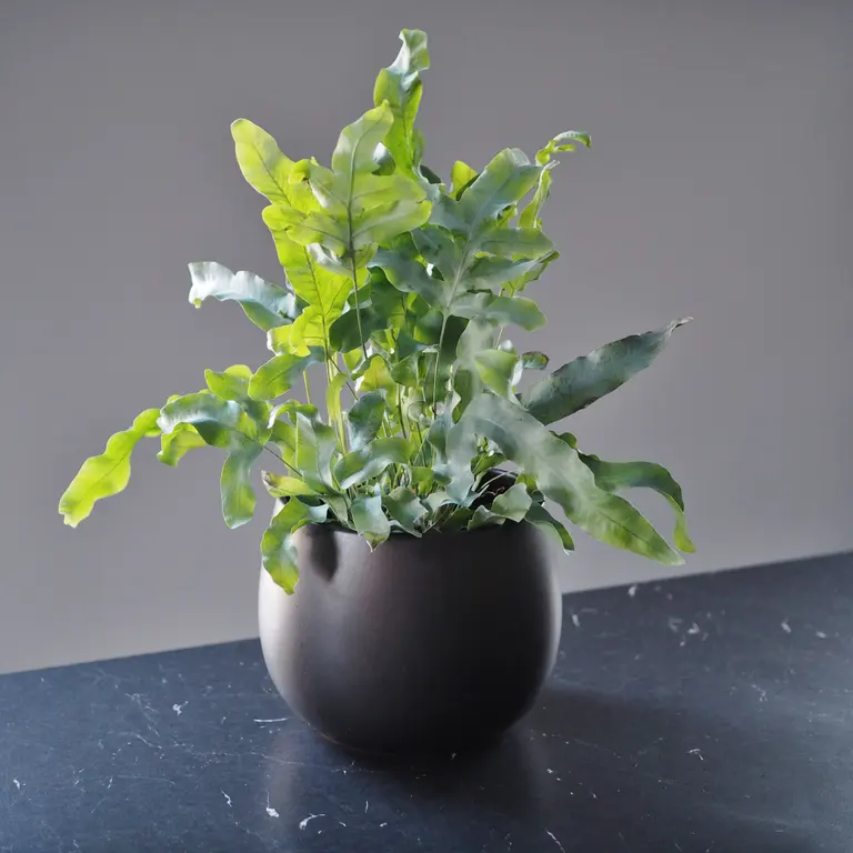 Plante - Phlebodium