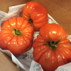 Franske tomater fra Provence