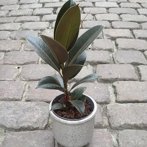 Ficus-plante