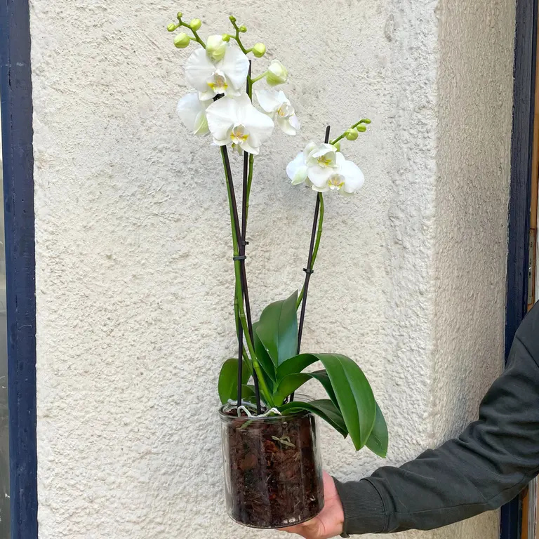 Stor hvit orkidé