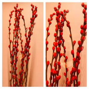 Salix Caprea - Rød