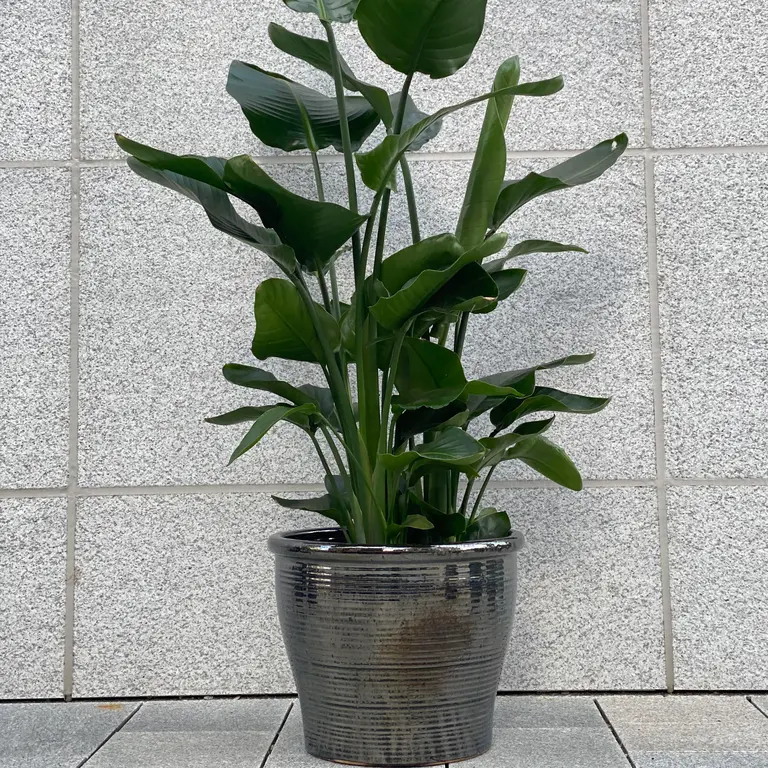 Strelitzia plante 1,3 m!