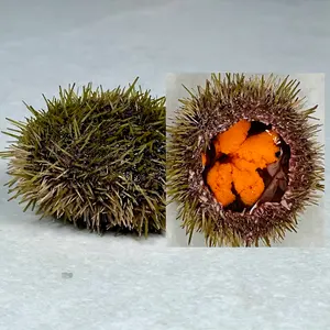 Kråkebolle, grønn - Urchins
