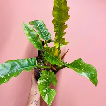 Philodendron Ring of Fire - 14 cm potte