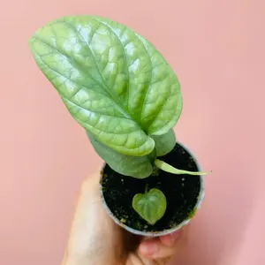 Amydrium Medium Silver - baby plante