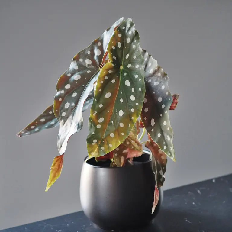 Plante - Begonia