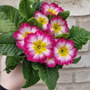 Vårlig Primula!