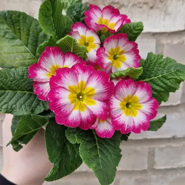 Vårlig Primula!