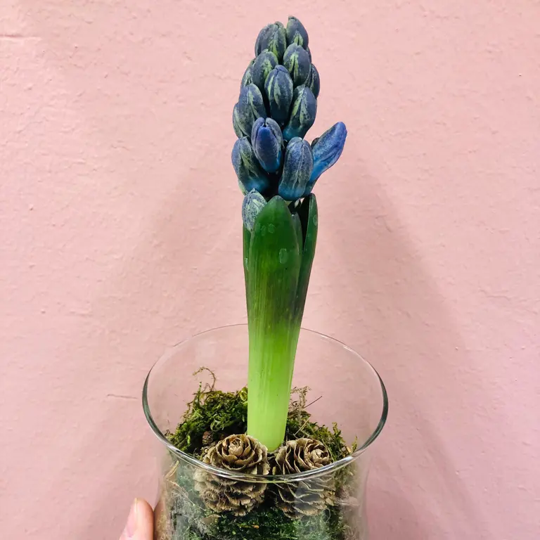 Hyacinthus in glass vase