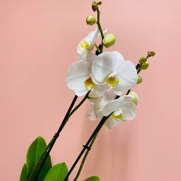Orkide - Hvit