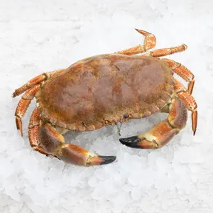 Kokt krabbe