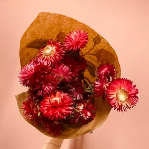 Helichrysum - Rød