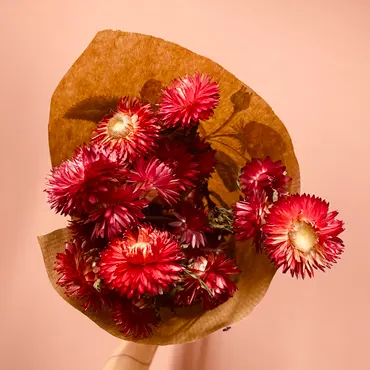 Helichrysum - Rød