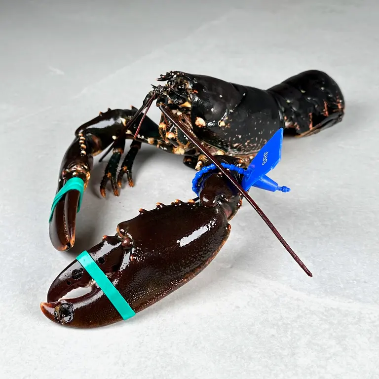 Hummer norsk, rå - Lobster