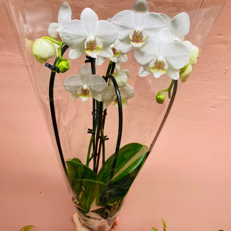 Orkidé - Hvit