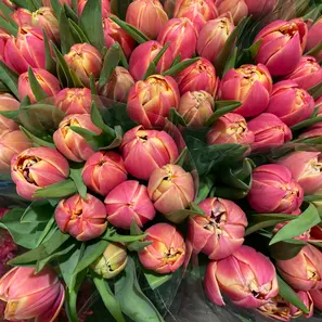 Tulipaner til din kjære<3