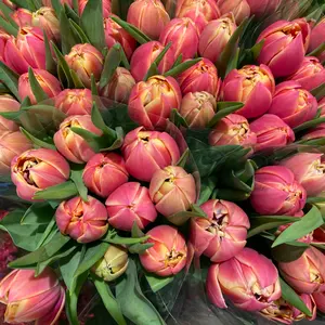 Tulipaner til din kjære<3