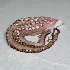 Blekksprut, rå  (Octopus raw)