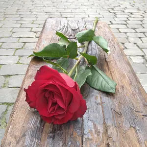 En enkel rød rose
