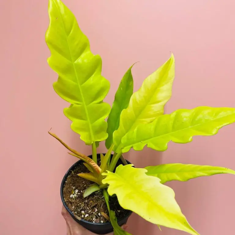 Philodendron Ring of Fire - Gold